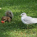 the squirrel and the gull