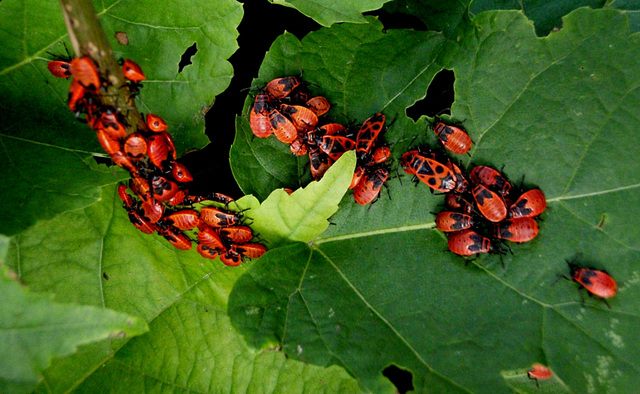 1 (60)..austria fire bugs ...feuerwanzen..Bug with striking black-red or black-yellow markings, mostly with reduced wings, which feeds mainly on plant juices from seeds and fruits