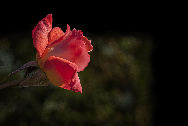 Harry & David Garden: Orange-Pink Rose
