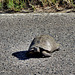 Sardinia - Turtle