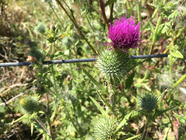 Thistle fence