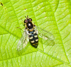 HoverflyIMG 5215
