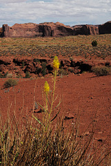 Sisymbrium irio, Monument Valley USA L1010522