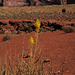 Sisymbrium irio, Monument Valley USA L1010522