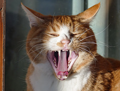 Open wide - big yawn