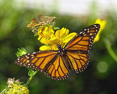 Monarch butterfly (Danaus plexippus)(f) 26-9-2015 Sachem Skipper & Fiery Skipper