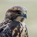Swainson's Hawk juvenile