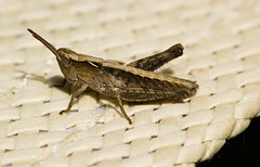 GrasshopperIMG 5211