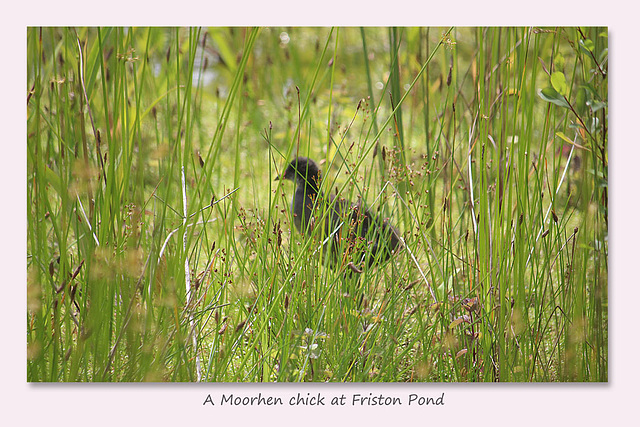 A Moorhen chick at Friston Pond - 27.6.2016