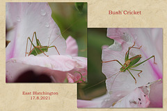 Bush cricket - East Blatchington - 17 8 2021