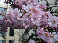 ISSY LES MOULINEAUX: Fleurs de cerisiers 02