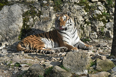 BESANCON: Citadelle: UnTigre de Sibérie (Panthera tigris altaica).05
