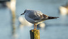 Young Black-headed Gull 04