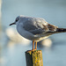 Young Black-headed Gull 04