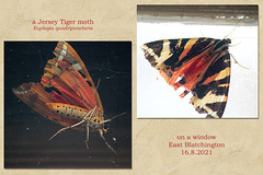 Jersey Tiger moth - East Blatchington - 16 8 2021
