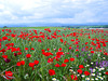 Poppy field, Algete