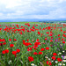 Poppy field, Algete