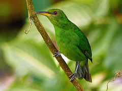 Green Honeycreeper female, Asa Wright Nature Centre, Trinidad