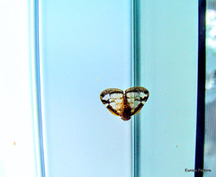 Tiny Moth on the Wall