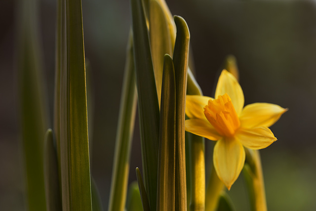 One daffodil.