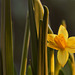 One daffodil.