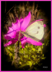 Mariposa sobre flor