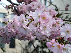 ISSY LES MOULINEAUX: Fleurs de cerisiers 03