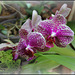 Phalaenopsis  I-Hsin Sun Beauty (3)