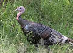 Wild Turkey (Gould's)