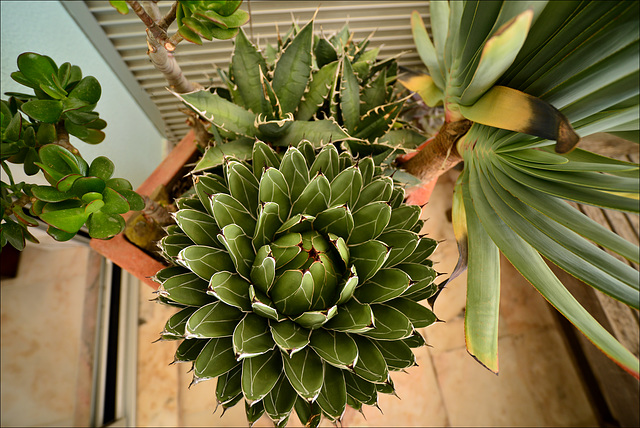 Agave Victoriae Reginae, Aloe plicatilis