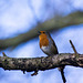 Robin singing 2