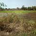 Verdure Thaïlandaise près du Mékong