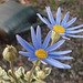 Tiny blue flowers