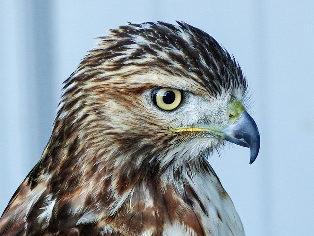 Red-tailed Hawk portrait