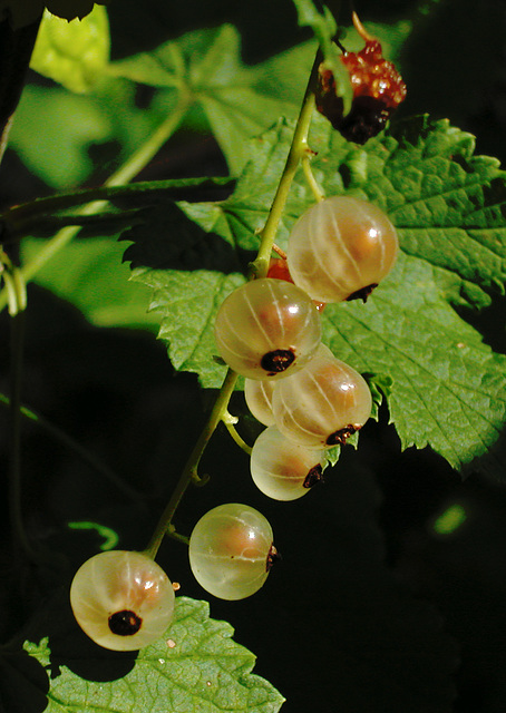 Weiße Johannisbeere (Ribes rubrum)