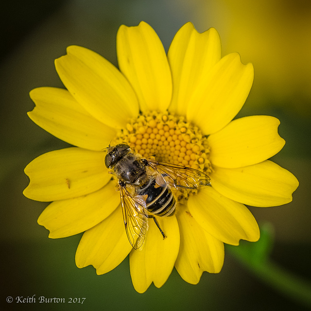 Hoverfly on Yellow Flower