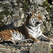 BESANCON: Citadelle: UnTigre de Sibérie (Panthera tigris altaica).06