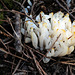 Clavulinopsis coronata?  , Sequoia National Park USA L1020224