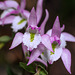Triphora trianthophoros (Three-birds orchid)