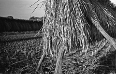 Drying rice crop
