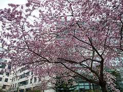 ISSY LES MOULINEAUX: Fleurs de cerisiers 04
