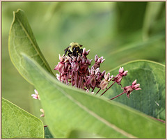 Eastern Bumblebee on Milkweed Flowers