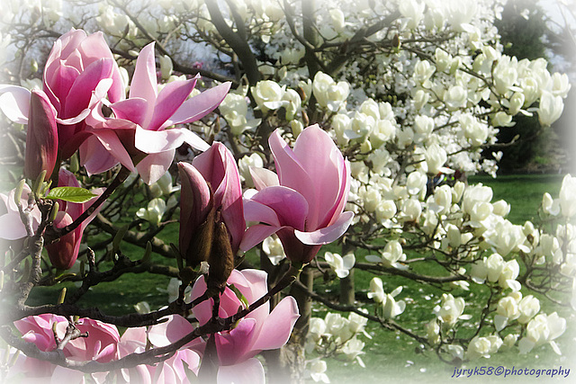 Magnolia Flowers (1)