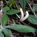 Clavulinopsis coronata?  , Sequoia National Park USA L1020225