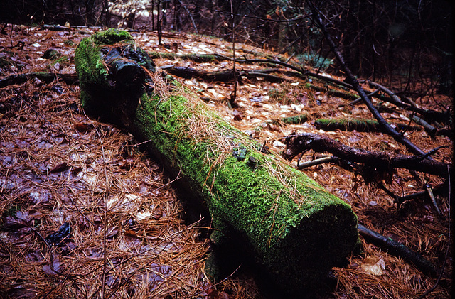 Mossy Log (1)