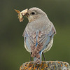Female Mountain Bluebird with lunch for her babies