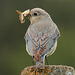 Female Mountain Bluebird with lunch for her babies