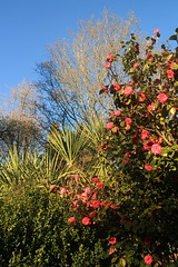Camellia and Blue Sky