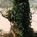 Arbre Mékongien / Mekong's tree