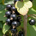 Schwarze Johannisbeere (Ribes nigrum)